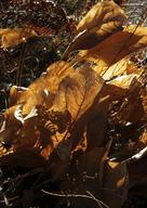 IMG_0571dwww_s.jpg