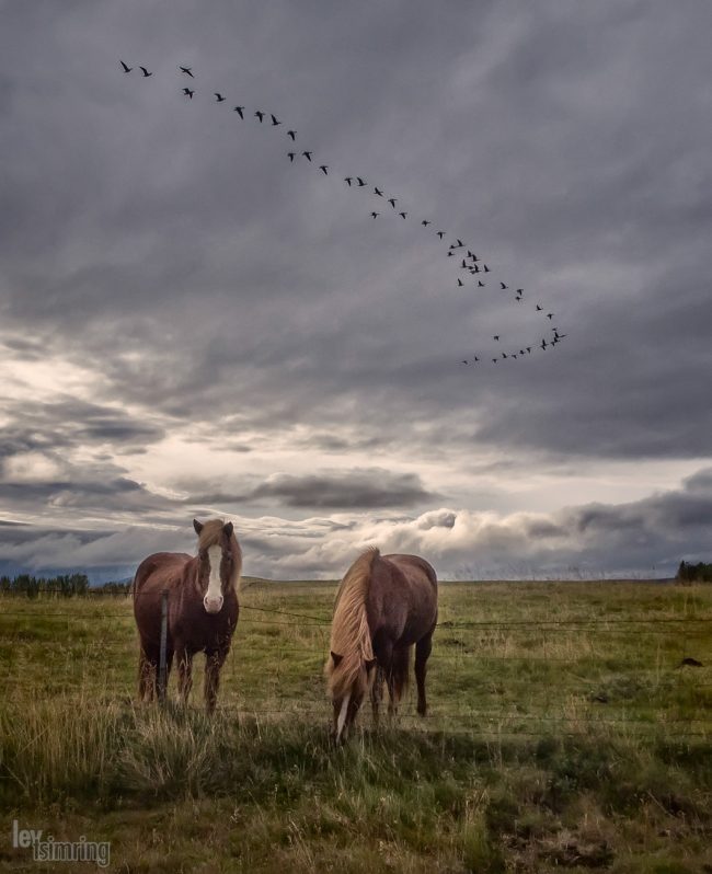 Iceland (2015)