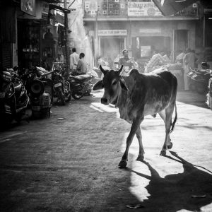 Jodhpur, India (2014)