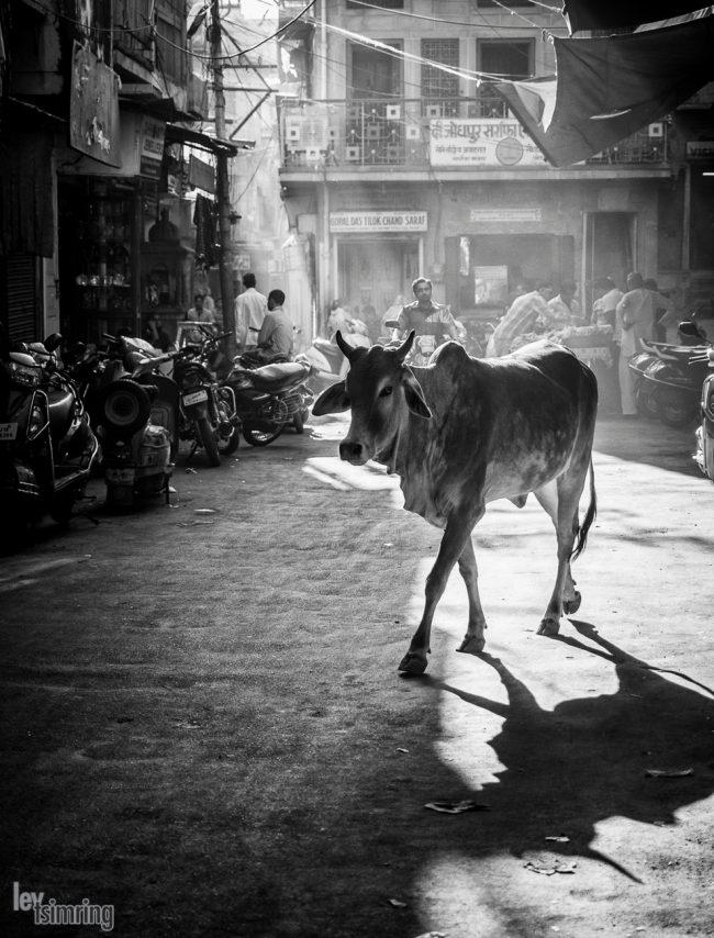 Jodhpur, India (2014)