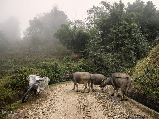 Sapa, Vietnam (2015)