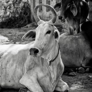 Chadelao, India (2014)