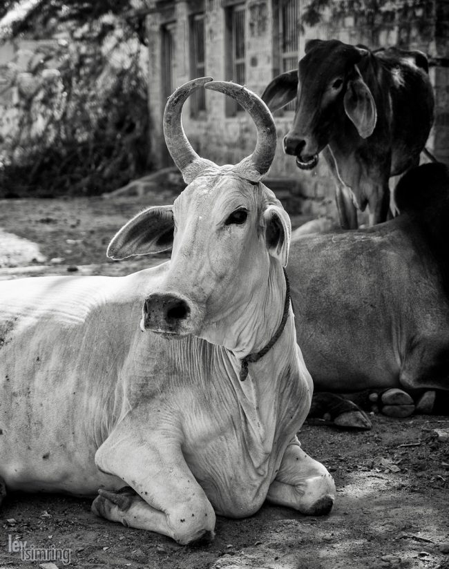 Chadelao, India (2014)