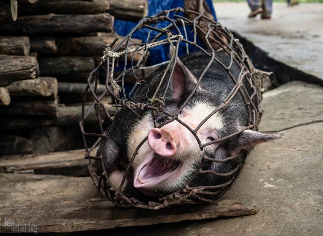 Sapa, Vietnam (2015)