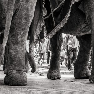 Pushkar, India (2014)