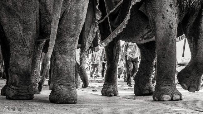 Pushkar, India (2014)