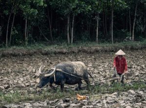 Hoian, Vietnam (2015)