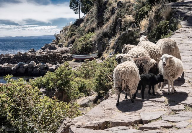 Taquile island <p> Titicaca lake, Peru (2013)