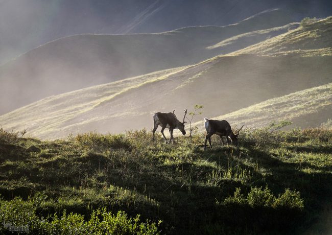 Denali, Alaska (2016)