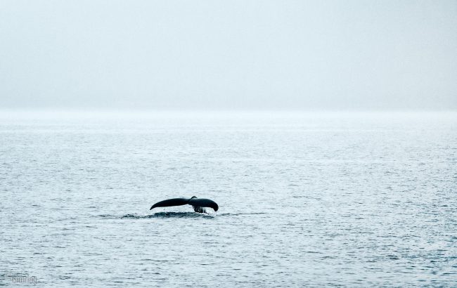 Resurrection Bay, Alaska (2016)