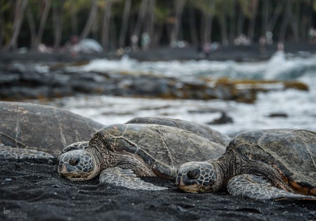 Big island, Hawaii (2014)