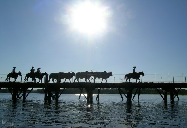 Pantanal, Brazil (2004)