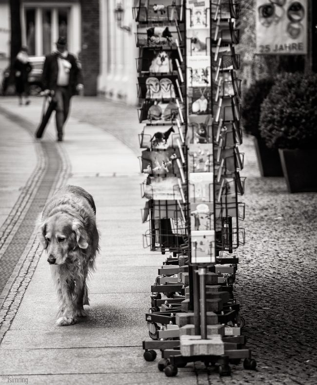 Passer-by Berlin, Germany (2018)