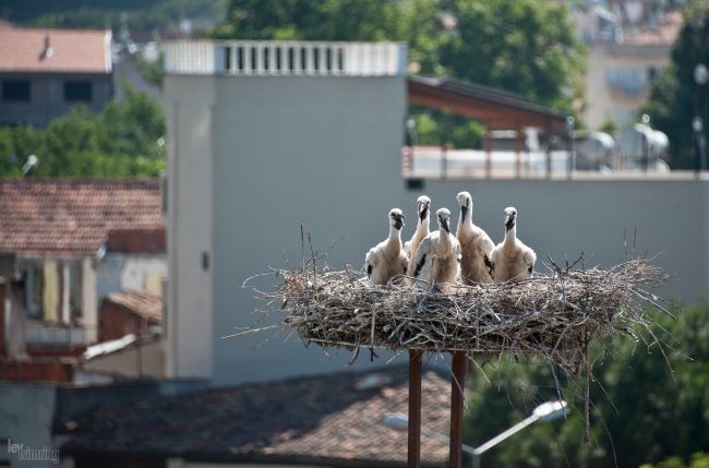 Selcuk, Turkey (2012)