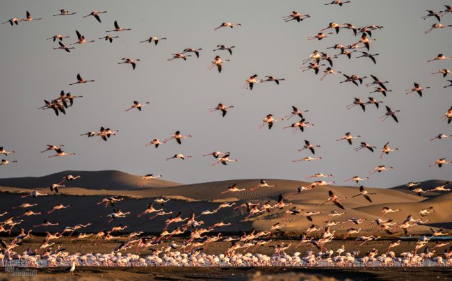 Walvis Bay, Namibia (2018)