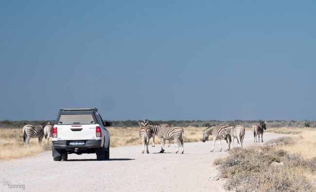 Etosha, Namibia (2018)