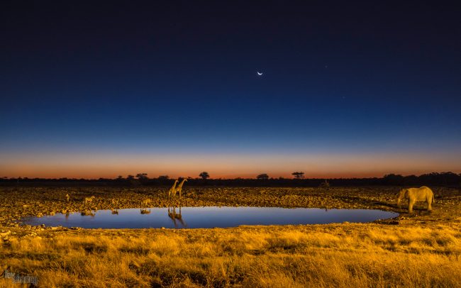 Etosha, Namibia (2018)