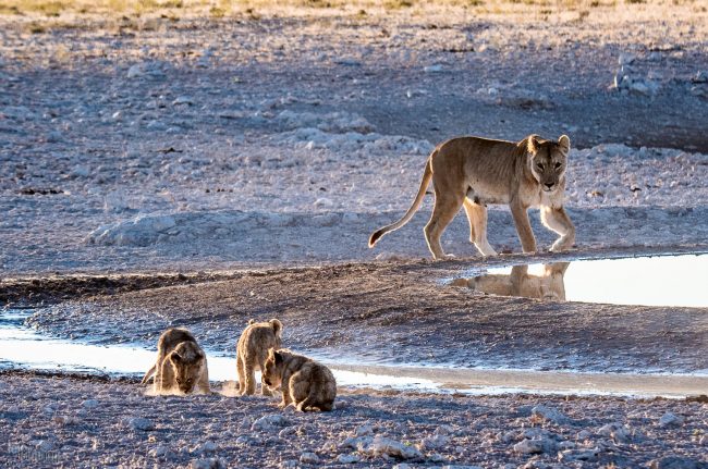 Etosha, Namibia (2018)