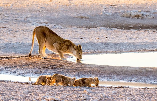 Etosha, Namibia (2018)