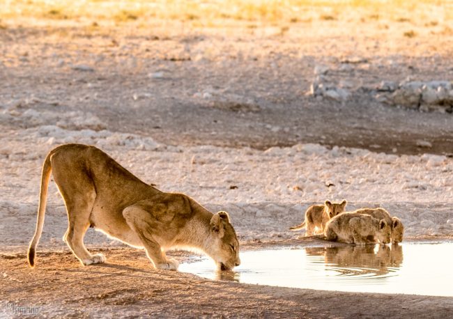 Etosha, Namibia (2018)