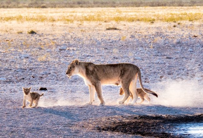 Etosha, Namibia (2018)