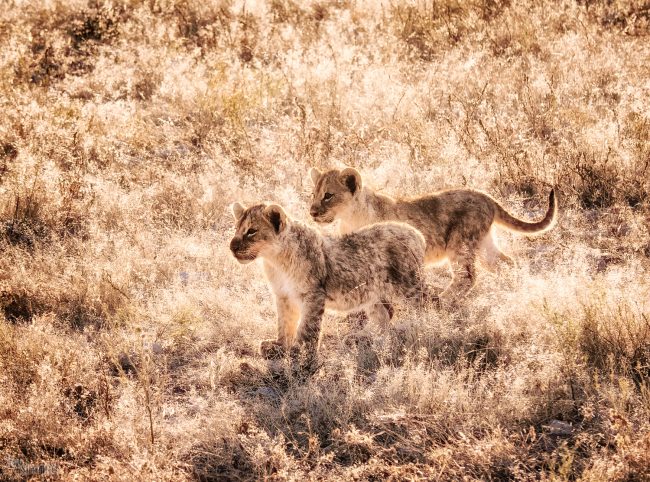 Etosha, Namibia (2018)