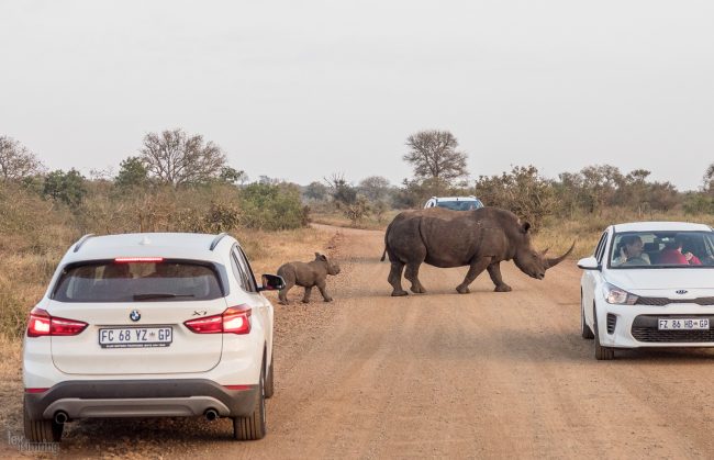 Kruger, South Africa (2018)