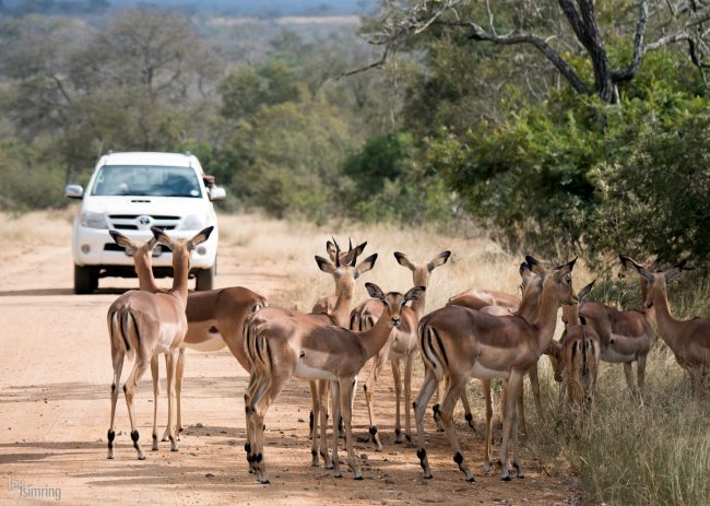 Kruger, South Africa (2018)