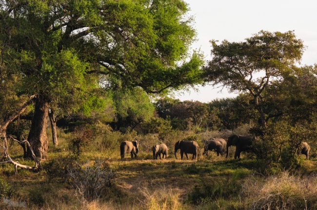 Kruger, South Africa (2018)