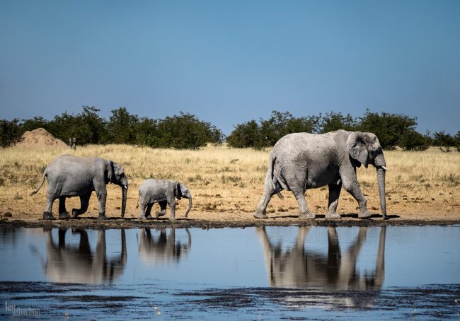 Etosha, Namibia (2018)