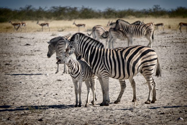 Etosha, Namibia (2018)