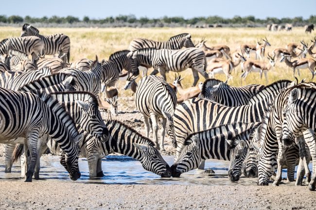 Etosha, Namibia (2018)