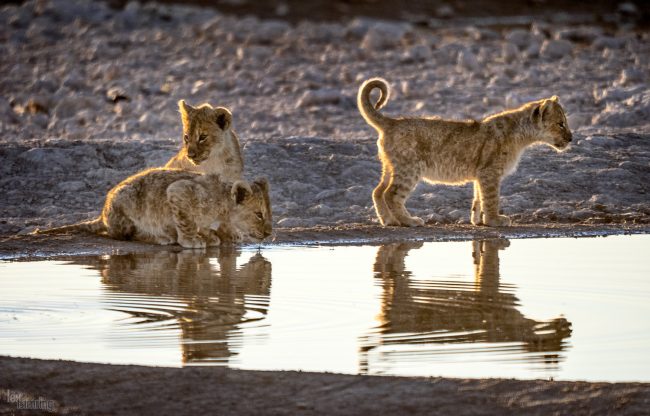 Etosha, Namibia (2018)