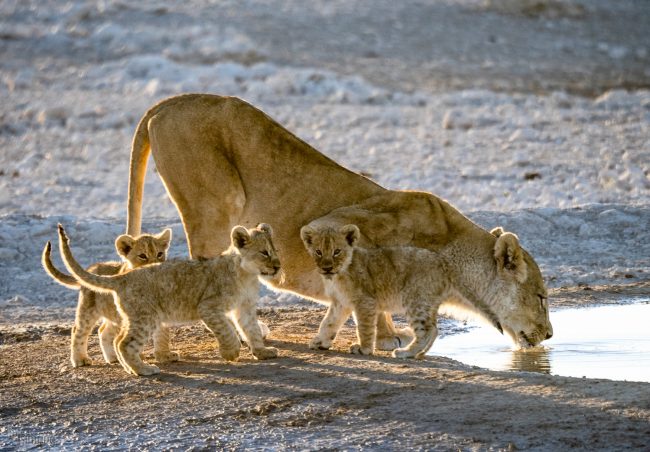 Etosha, Namibia (2018)