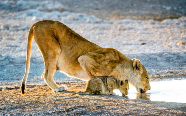 Etosha, Namibia (2018)