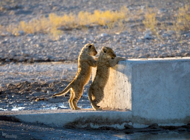 Etosha, Namibia (2018)