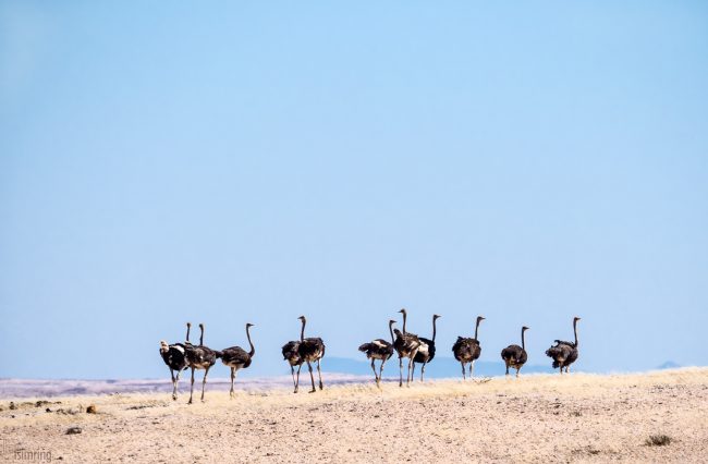 Swakopmund, Namibia (2018)