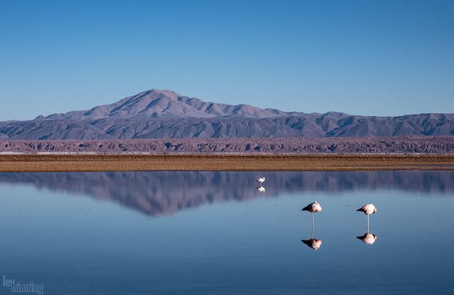 Laguna Chaxa<p> Atacama desert, Chile (2019)