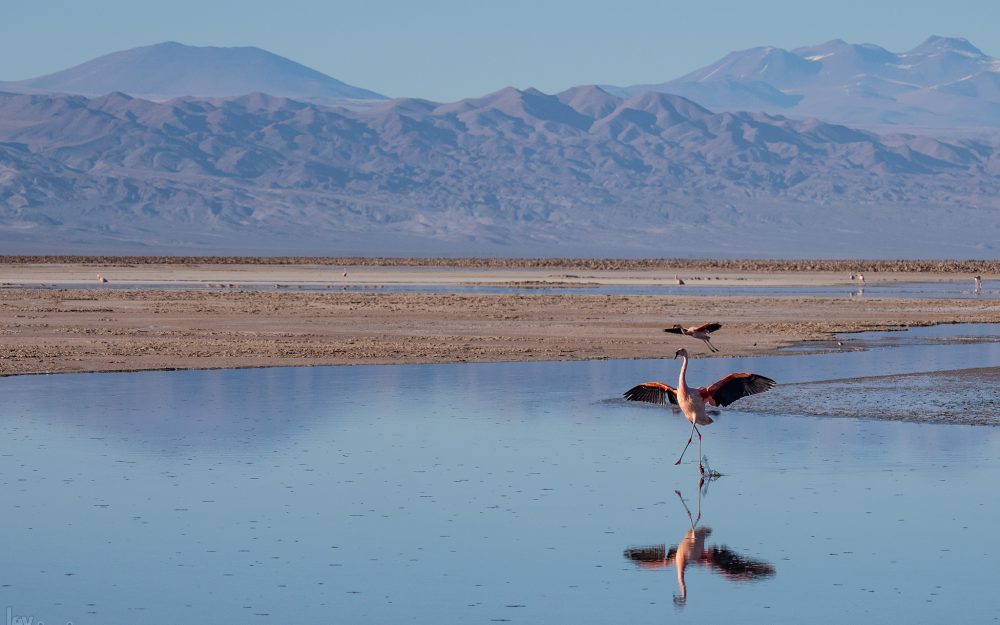 Laguna Chaxa<p> Atacama desert, Chile (2019)