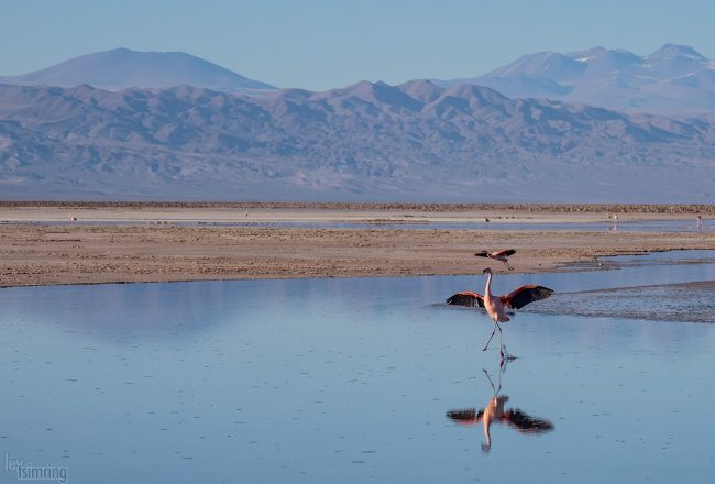 Laguna Chaxa<p> Atacama desert, Chile (2019)