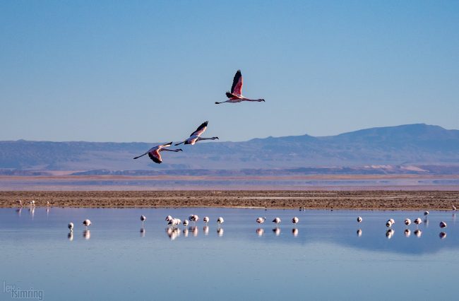 Laguna Chaxa<p> Atacama desert, Chile (2019)