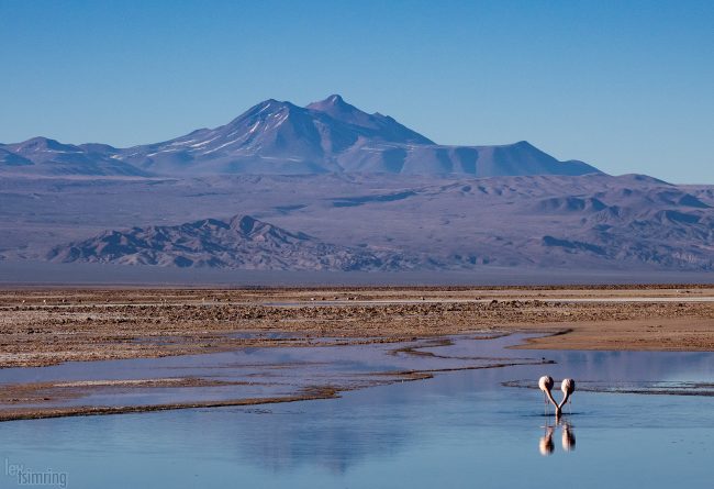 Laguna Chaxa<p> Atacama desert, Chile (2019)