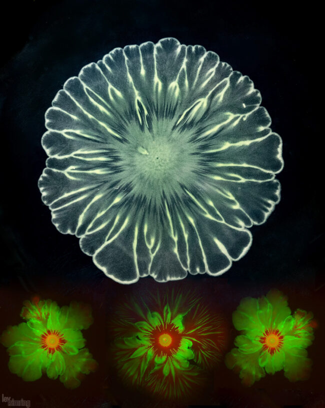 Bacterial flowers (2020)
