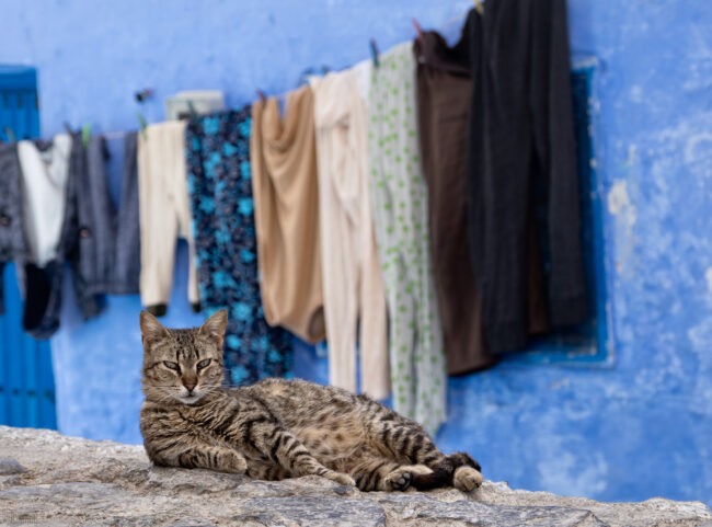 Chefchaouen, Morocco (2023)